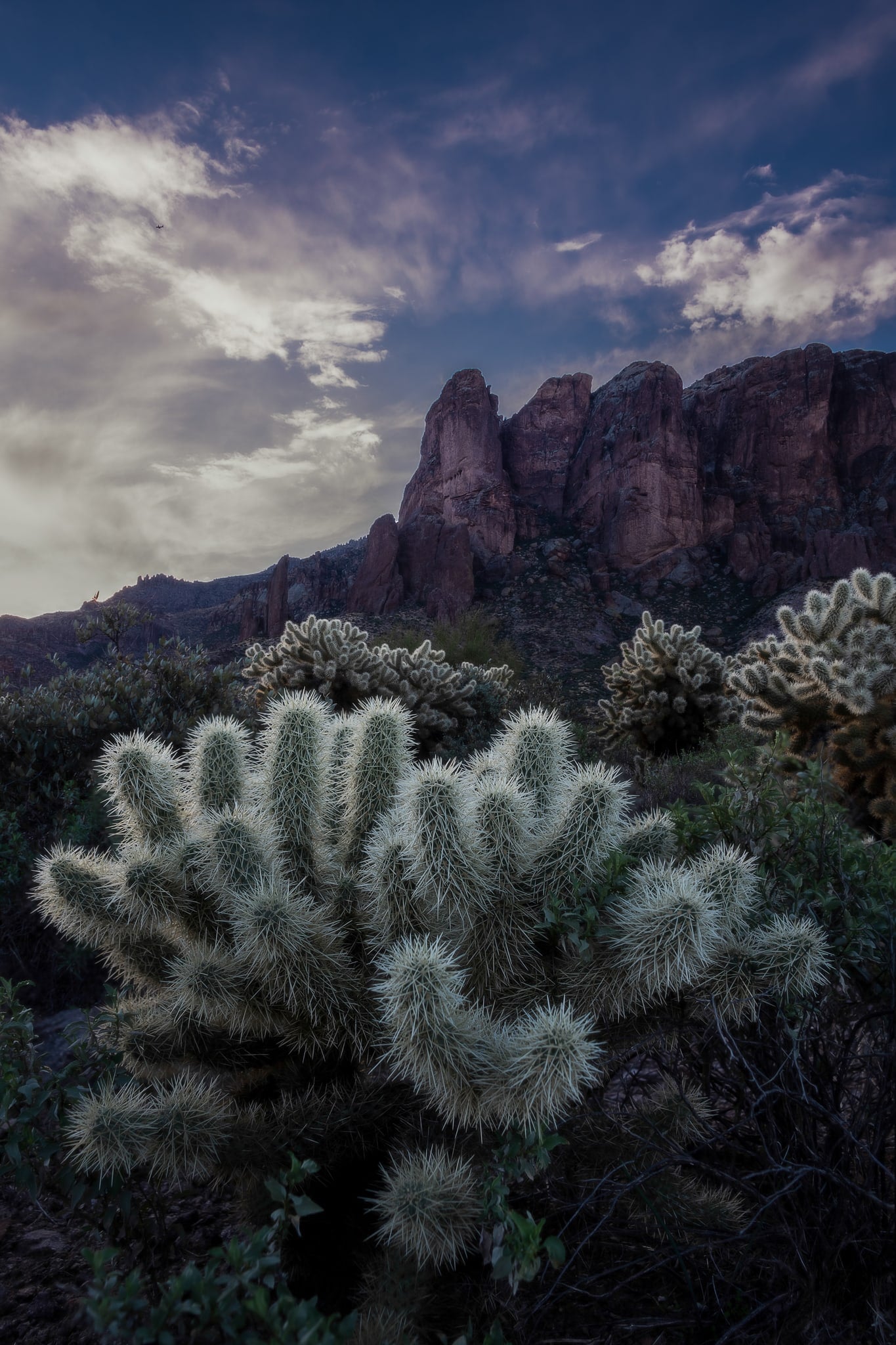 Cholla Dawn, Lost Dutchman State Park, Arizona. Fine art landscape photograph by Josh Cihak.