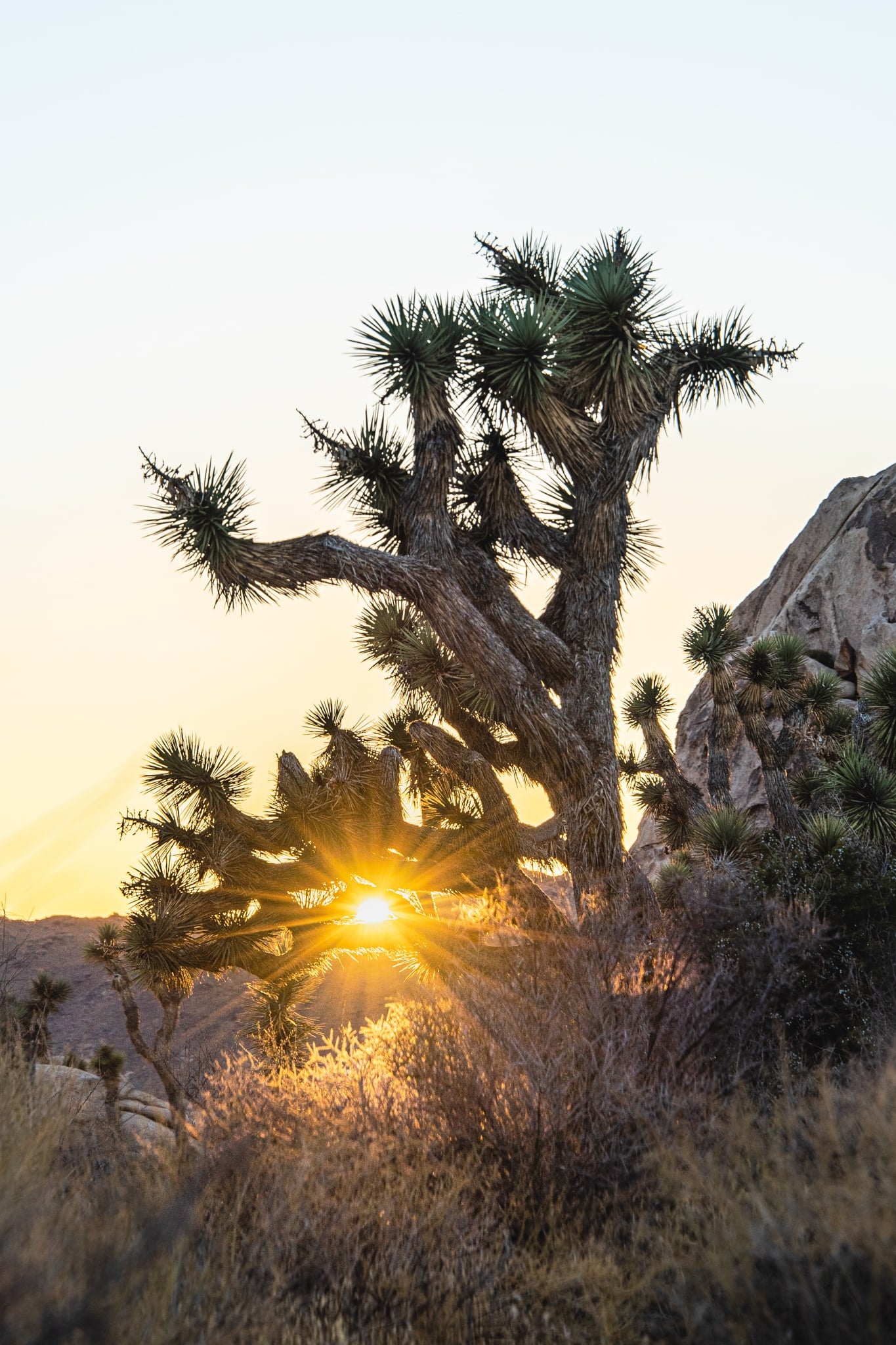Joshua Tree, Joshua Tree, California. Fine art landscape photograph by Josh Cihak.