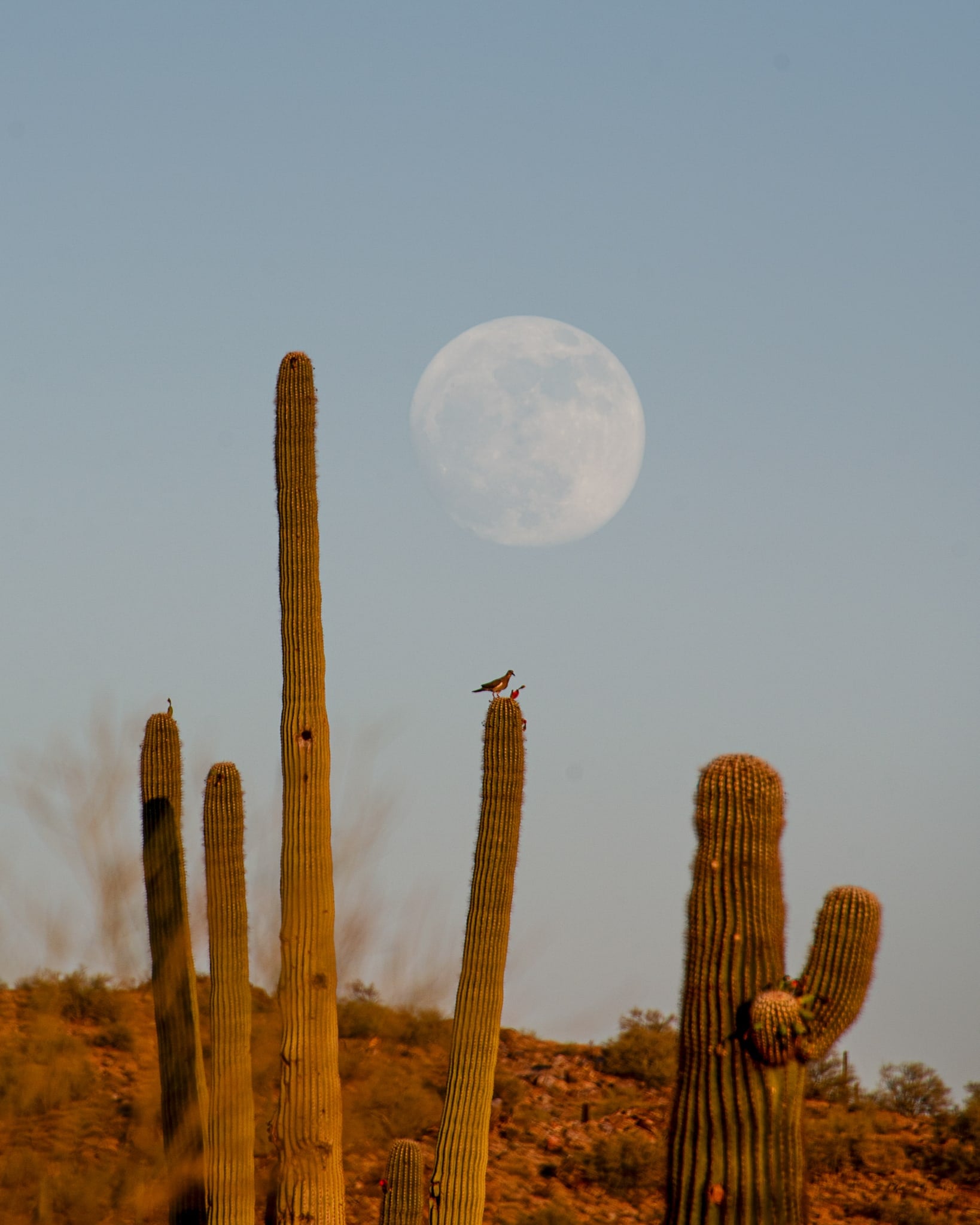 Saguaro Moon, Sonoran Desert, Arizona. Fine art landscape photograph by Josh Cihak.