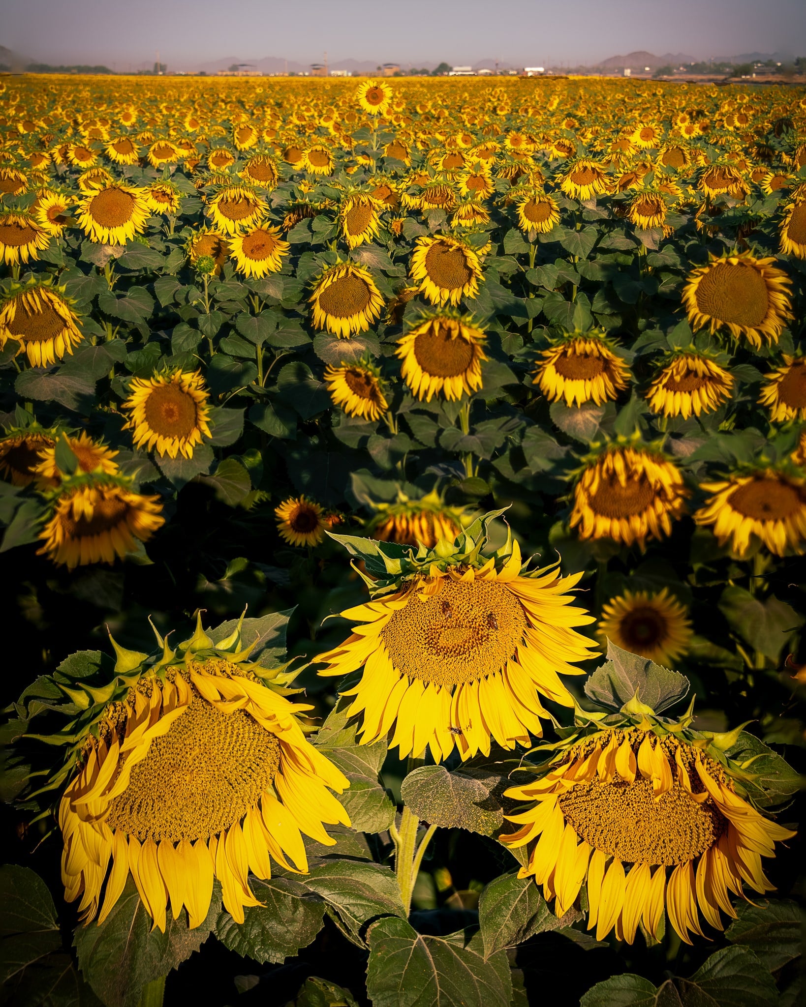 Sunflowers, Arizona, Arizona. Fine art landscape photograph by Josh Cihak.