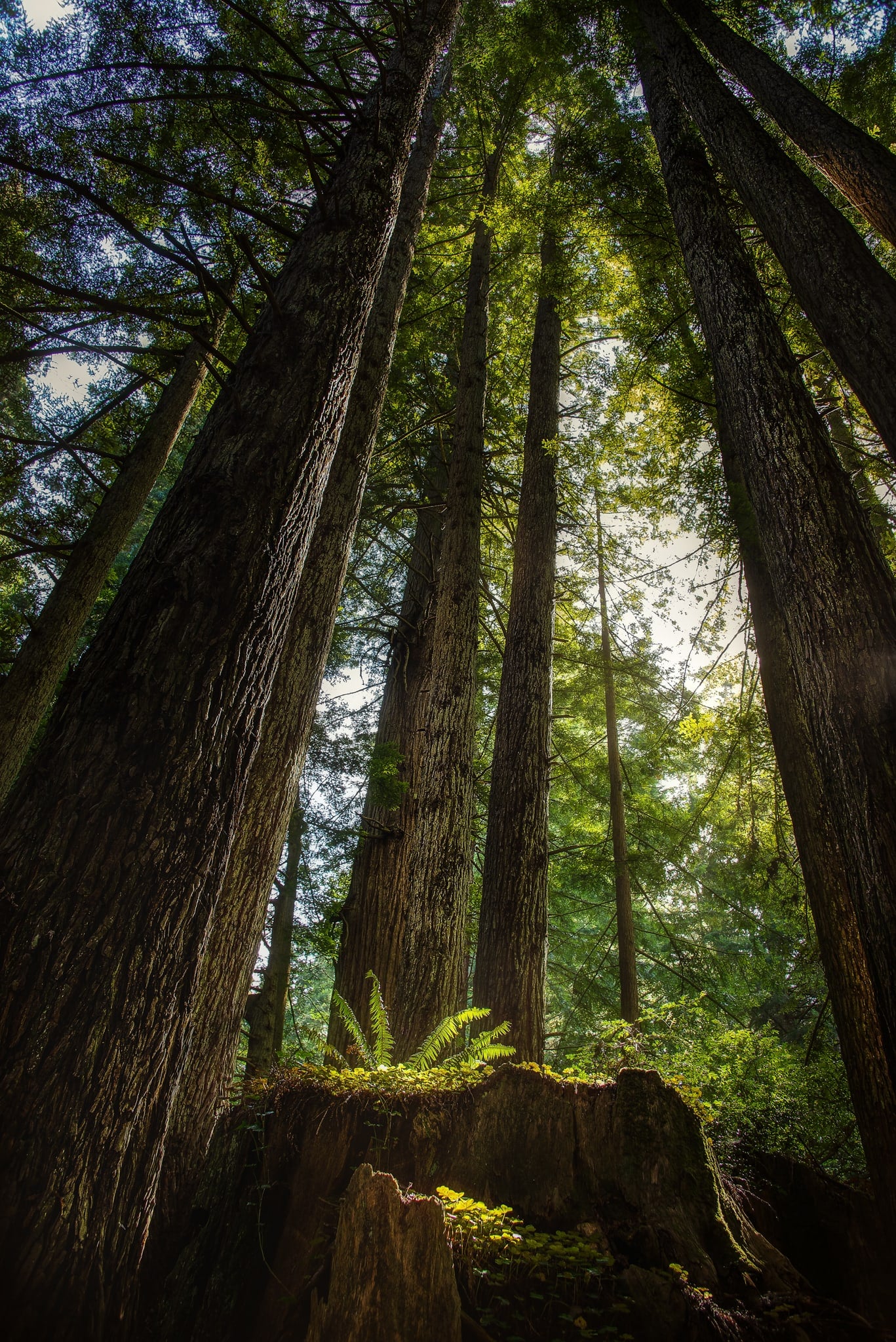 The Grove, Jedediah Smith Redwoods, California. Fine art landscape photograph by Josh Cihak.