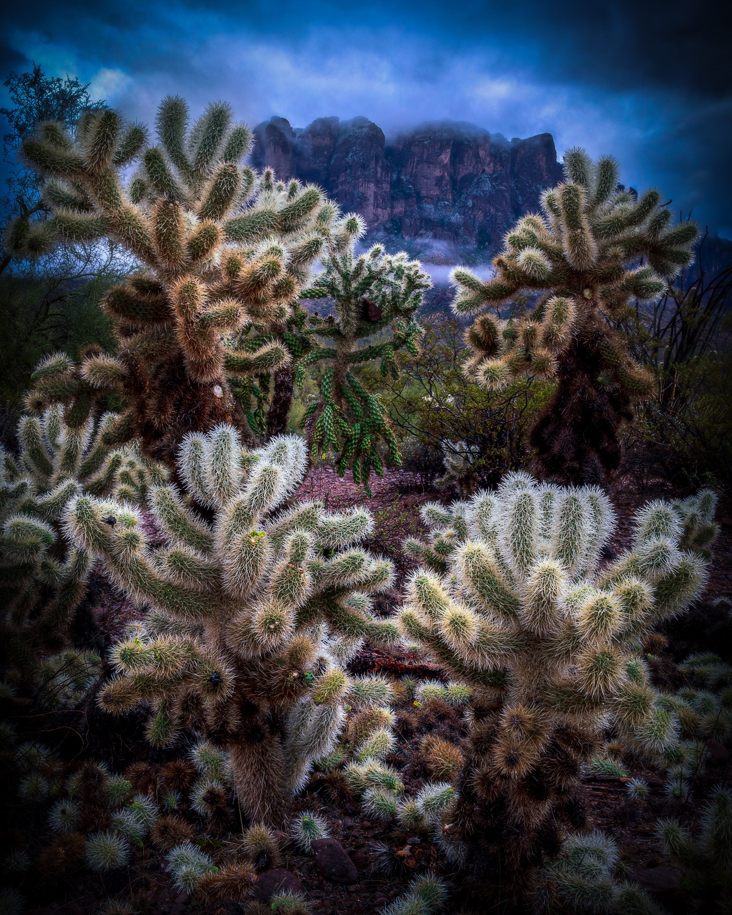 Winter Chollas, Sonoran Desert, Arizona. Fine art landscape photograph by Josh Cihak.