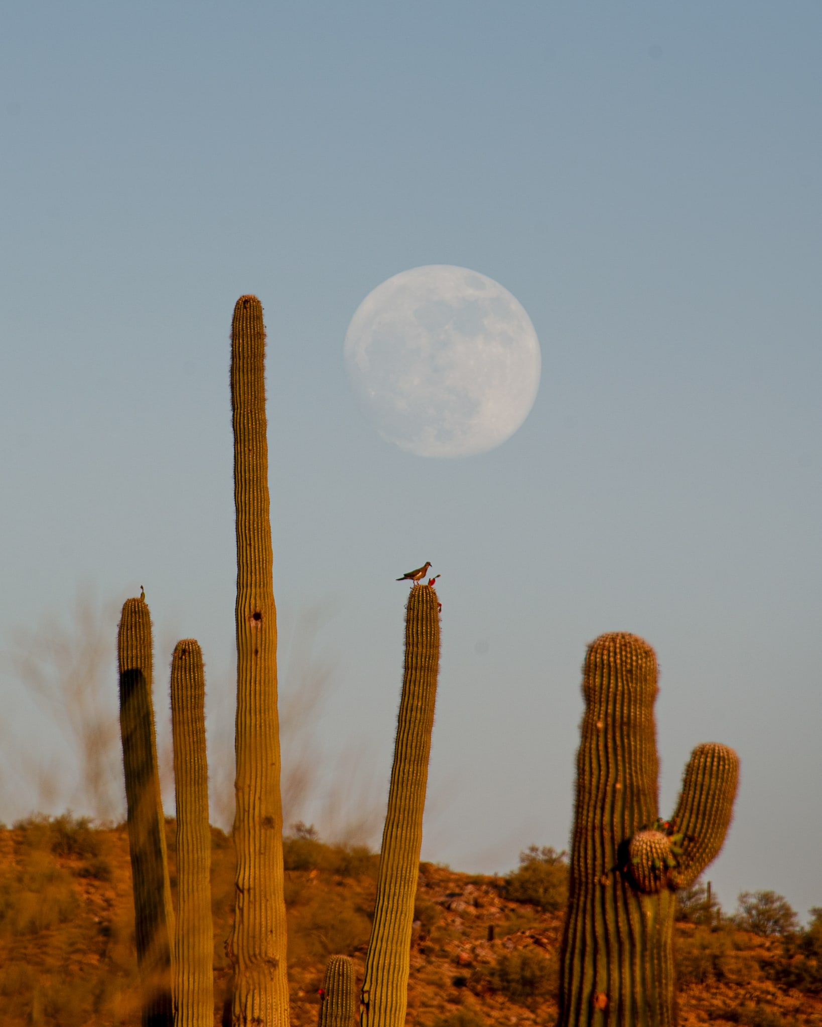 Saguaro Moon, Sonoran Desert, Arizona. Fine art landscape photograph by Josh Cihak.