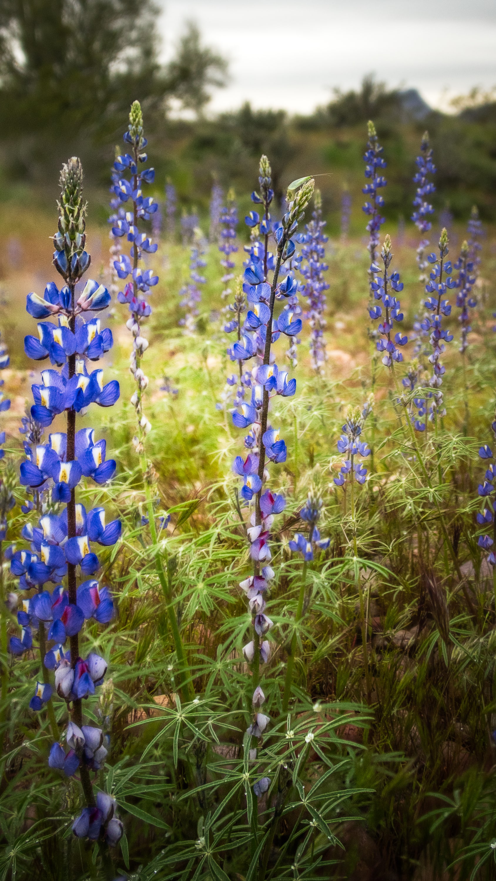 Spring Bloom, Sonoran Desert, Arizona. Fine art landscape photograph by Josh Cihak.