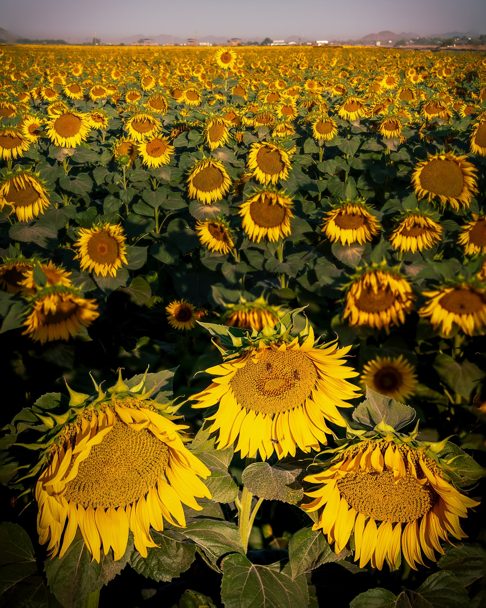 Sunflowers, Arizona, Arizona. Fine art landscape photograph by Josh Cihak.