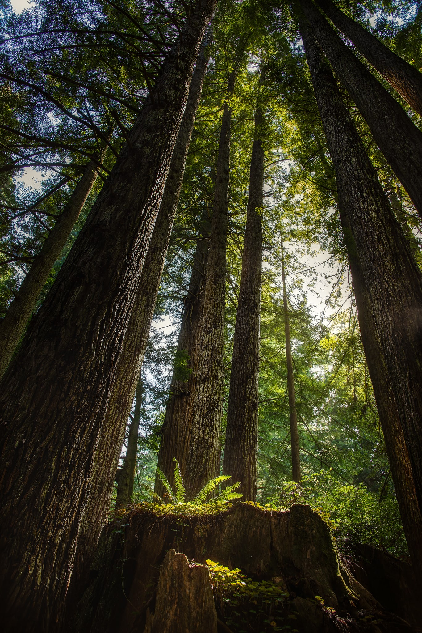 The Grove, Jedediah Smith Redwoods, California. Fine art landscape photograph by Josh Cihak.