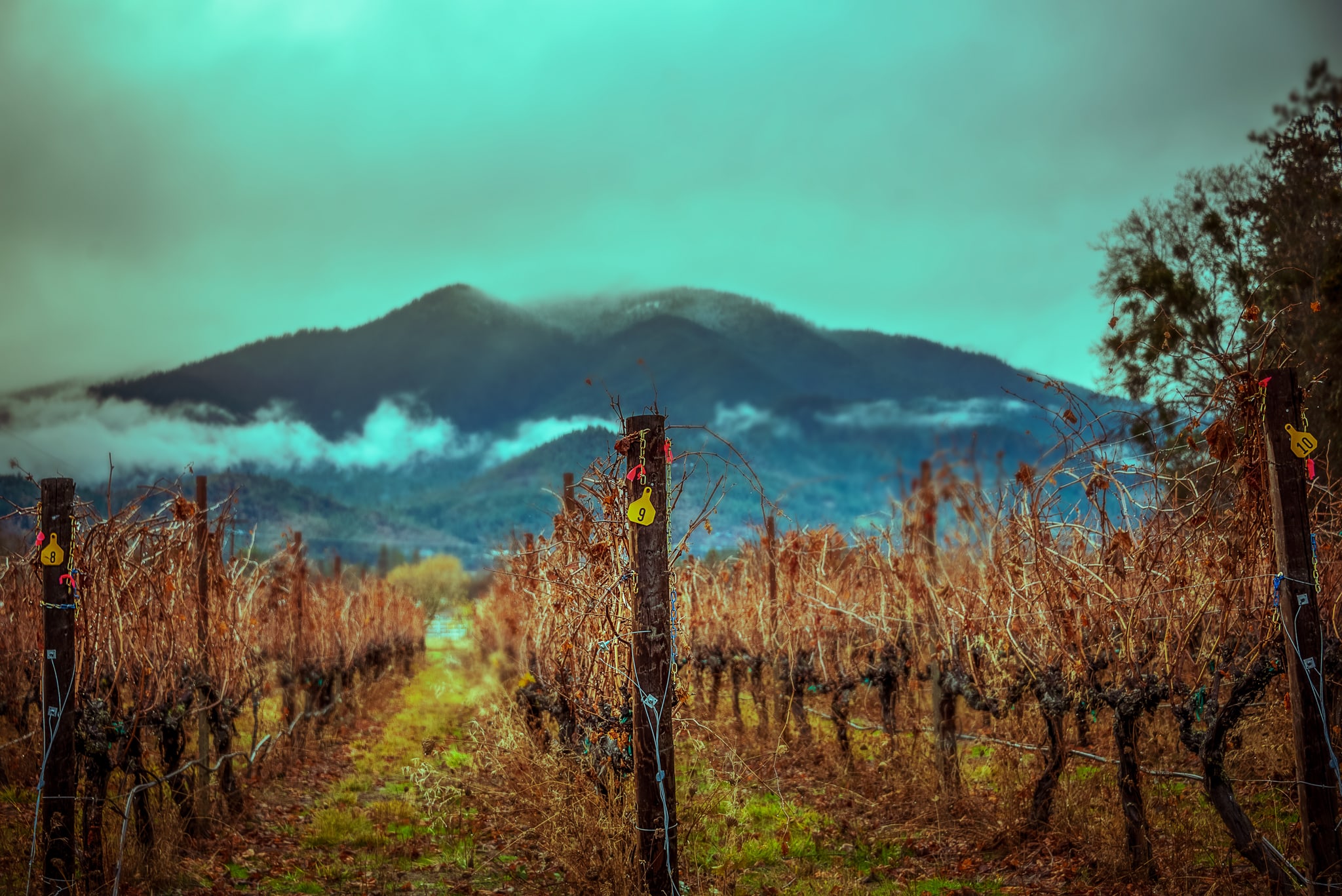 The Vineyard, Willamette Valley, Oregon. Fine art landscape photograph by Josh Cihak.