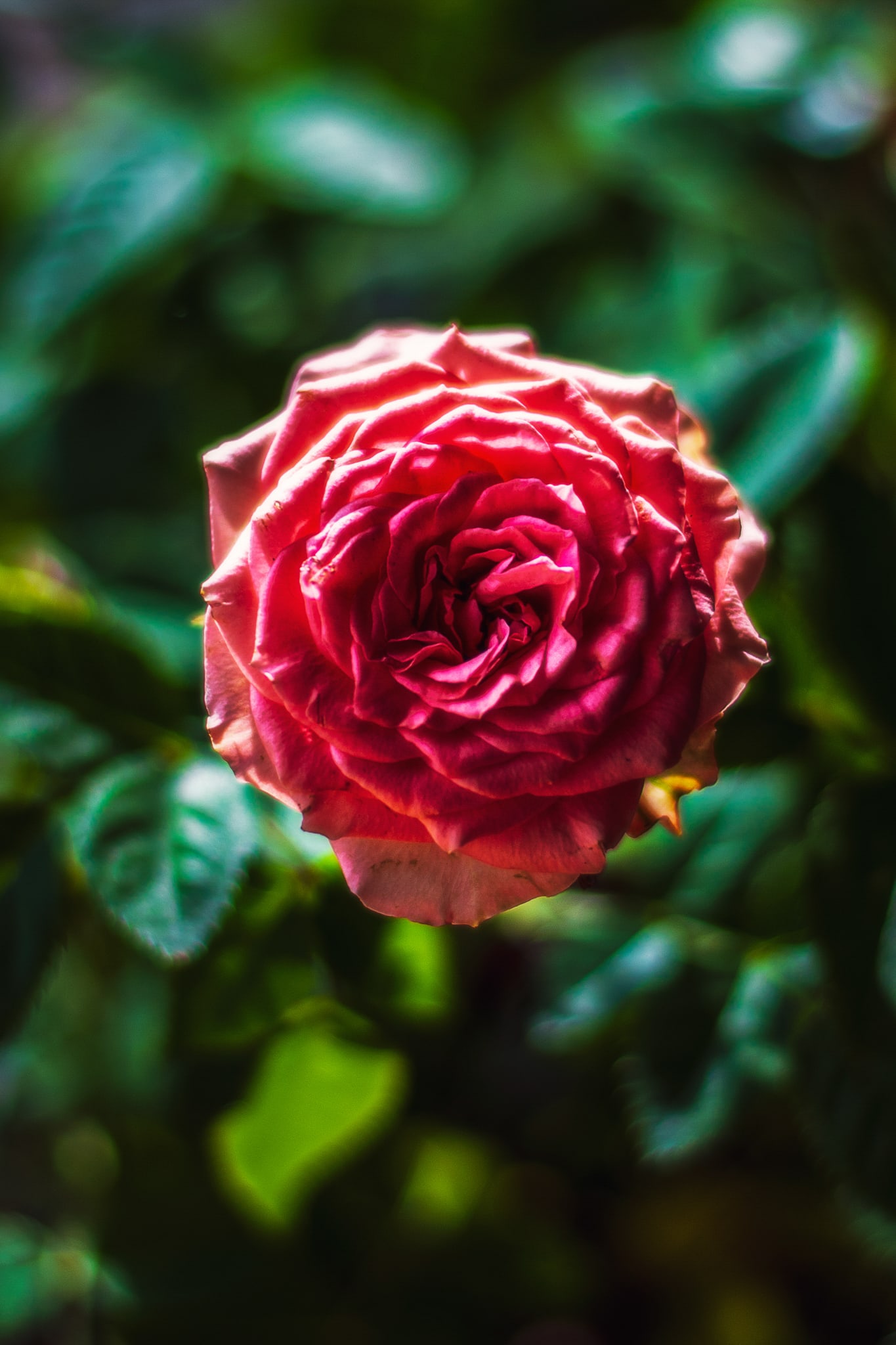 Wild Rose, Arizona, Arizona. Fine art landscape photograph by Josh Cihak.
